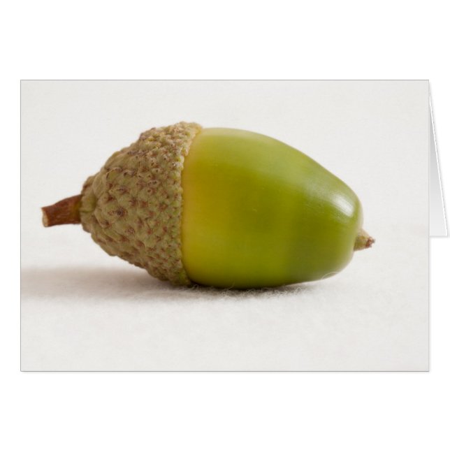 Maïs unique avec dessus (Devant horizontal)