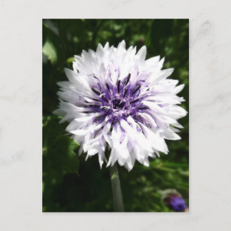 Maisblume Postkarte