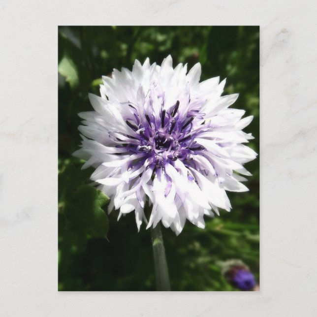 Maisblume Postkarte (Vorderseite)