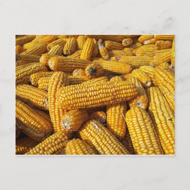 Maisernte Postkarte (Vorderseite)