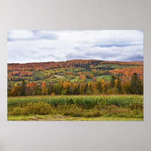 Maisfeld in Vermont im Herbst Poster