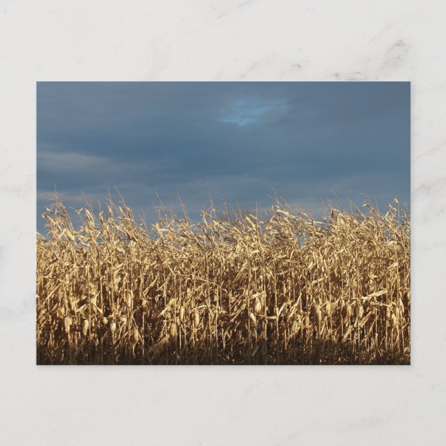 Maisfeld Postkarte (Vorderseite)
