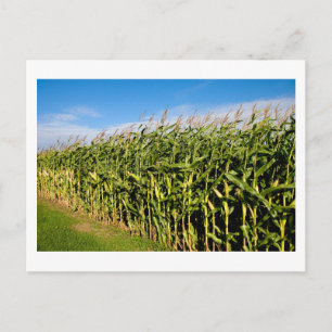 Maisfeld und Himmel Postkarte