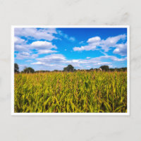 Maisfelder unter blauem Himmel - Foto Postkarte