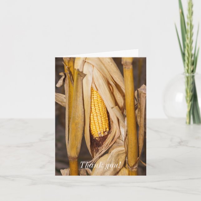 Maiskolben auf dem Stalk Danke Karte (Vorderseite)