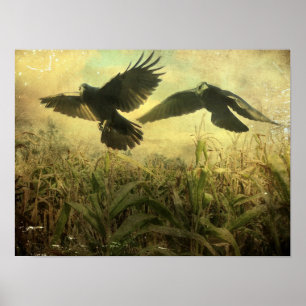 Maiskrähen Poster