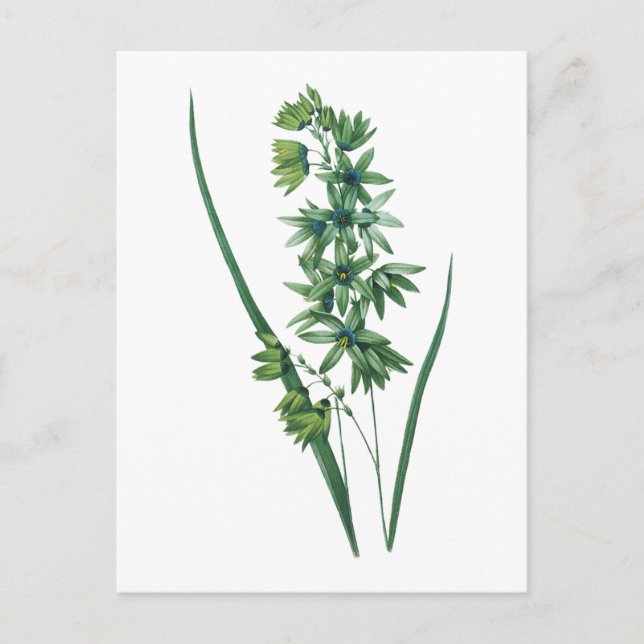 Maislilie (Ixia viridiflora) von Redouté Postkarte (Vorderseite)
