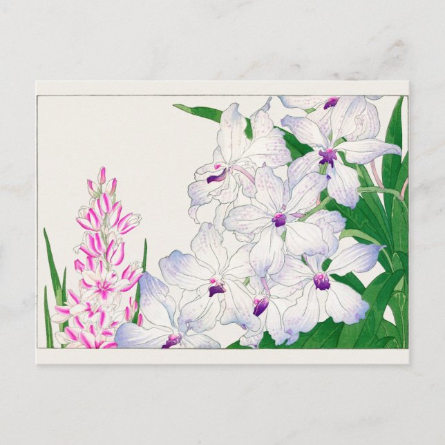 Maislilie, Vanda coerulea, Tanigami Konan Postkarte (Vorderseite)