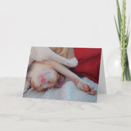 Maisrexkatze Feiertagskarte