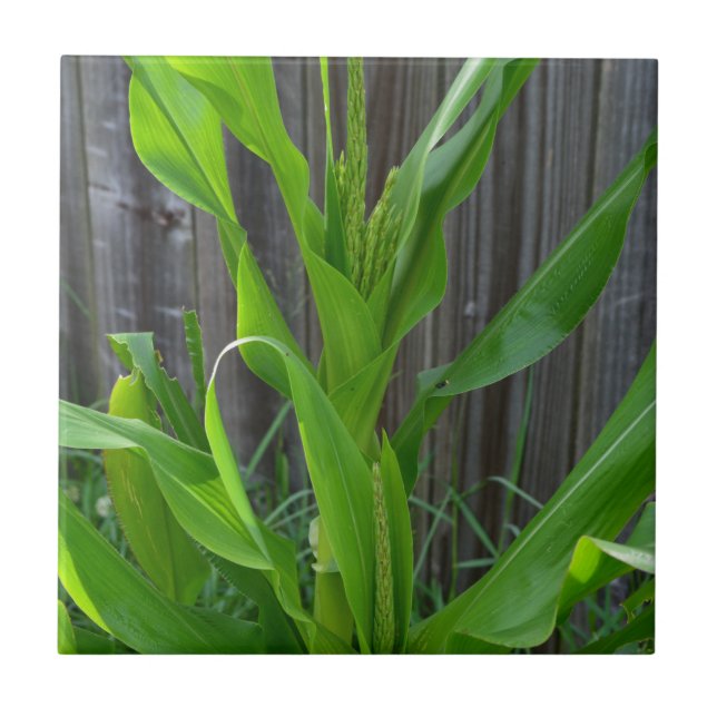 Maisstalk Fliese (Vorderseite)