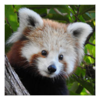 Maiya Die rote Panda