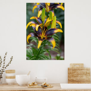 Majestät Mitternacht: Black Hybrid Asiatic Lily Poster