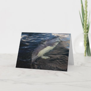 Majestätische Gemeine Delfine Unterwasser Ozeansze Karte