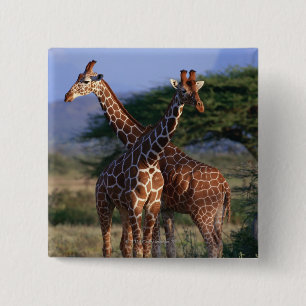 Majestätische Giraffen Button