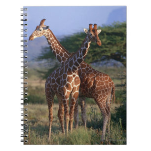 Majestätische Giraffen Notizblock