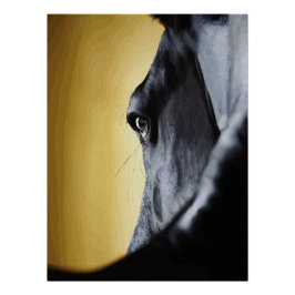 Majestätische Nahaufnahme eines Pferdeauges als Ku Poster