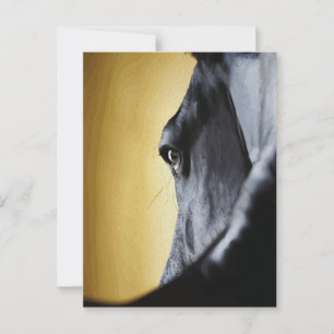 Majestätische Nahaufnahme eines Pferdeauges als Ku Postkarte