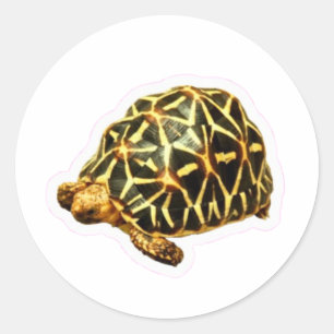 Majestätischer Indischer Sternschildkröten-Aufkleb Runder Aufkleber