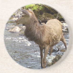 Majestätischer Junger Rothirsch Hirsch Fluss Walds Getränkeuntersetzer