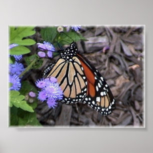 Majestätischer Monarch Poster