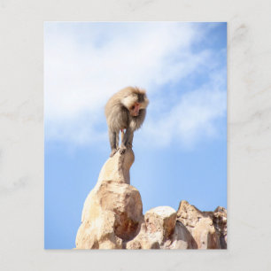 Majestätischer Pavian auf Berggipfel Flyer