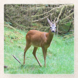 Majestätischer Rehbock Wald Natürliche Tierwelt Glasuntersetzer