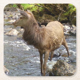 Majestätischer Rothirsch Wald Wildnis Ruhig Rechteckiger Pappuntersetzer