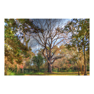Majestätischer schwarze Walnuss-Baum Fotodruck