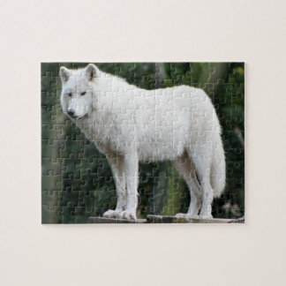 Majestätischer weißer Wolf, der über Gebiet