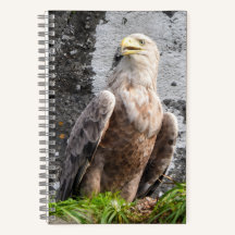 Majestätischer Weißkopfseeadler Schottisches Hochl