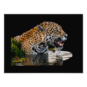 Majestätischer wilder Leopard am Wasser Foto-Vergr Fotodruck