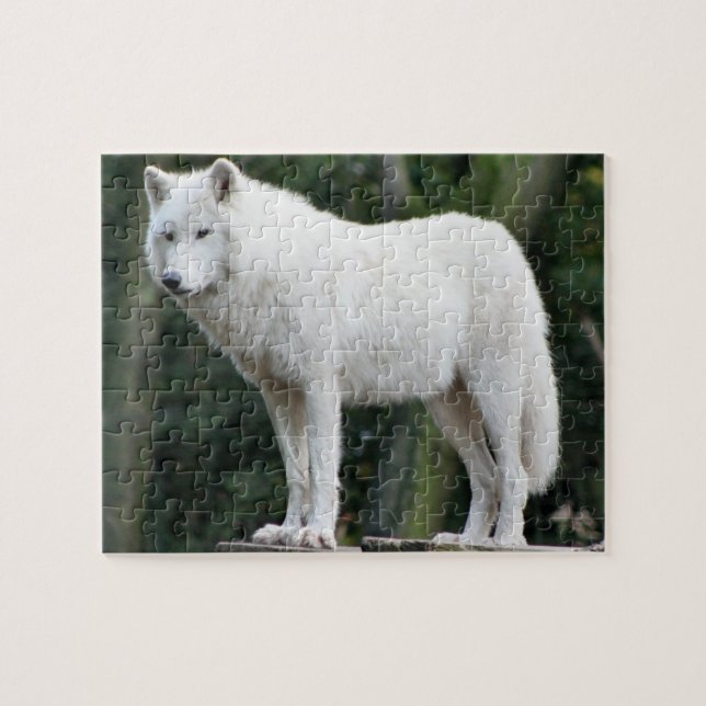 Majestätisches weißer Wolf-Puzzle (Horizontal)
