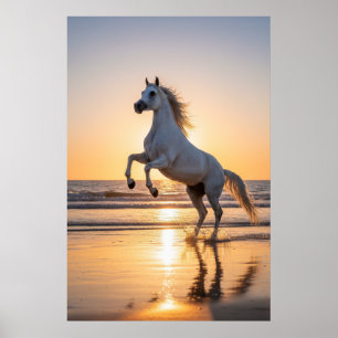 Majestätisches weißes arabisches Pferd Sonnenunter Poster