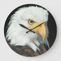Majestätisches Weißkopfseeadler-Porträt