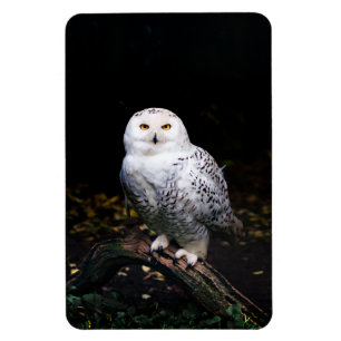 Majestätliche Winter-Schneeeule Magnet