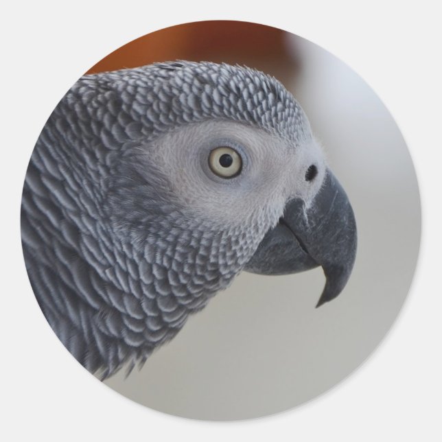 Majestic African Gray Parrot Runder Aufkleber (Vorderseite)