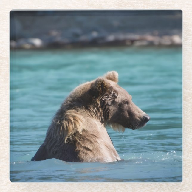 Majestic Alaskan Brown Bear Glasuntersetzer (Vorderseite)