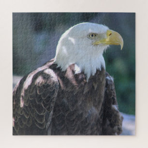 Majestic American Bald Eagle Color Foto