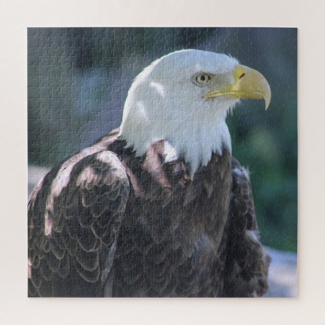 Majestic American Bald Eagle Color Foto (Vertikal)
