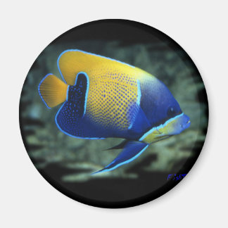 Majestic Angel Fish Magnet
