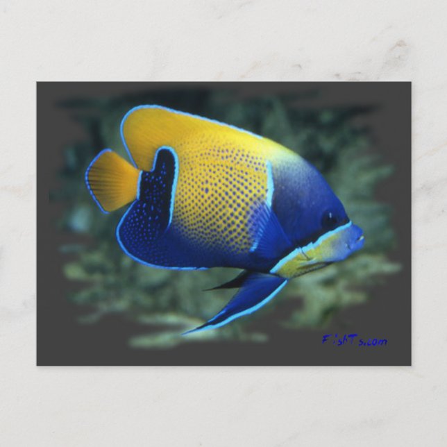 Majestic Angel Fish Postkarte (Vorderseite)