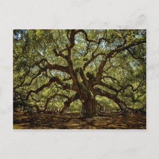 Majestic Angel Oak Postkarte