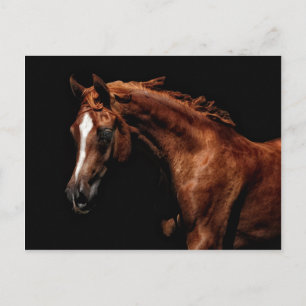 Majestic Arabian Postkarte