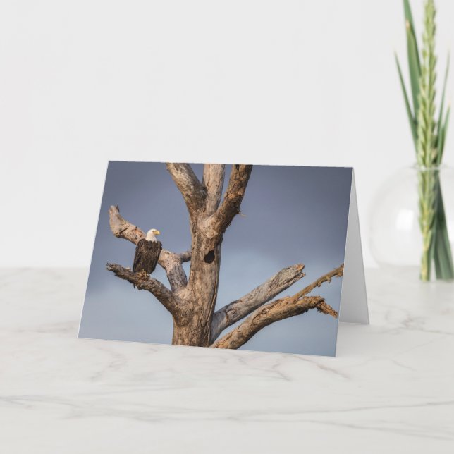 Majestic Bald Eagle Note Card (Vorderseite)