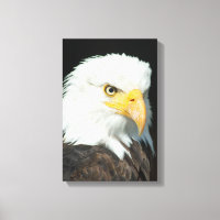 Majestic Bald Eagle Portrait
