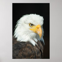 Majestic Bald Eagle Portrait