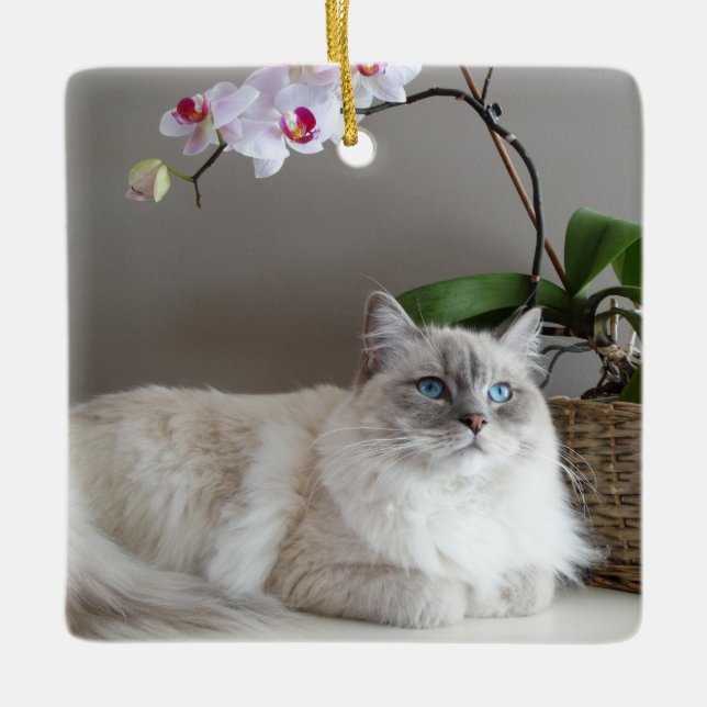 Majestic Balinese Cat Keramikornament (Vorderseite)
