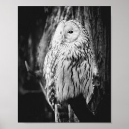 Majestic Bird of Prey Poster