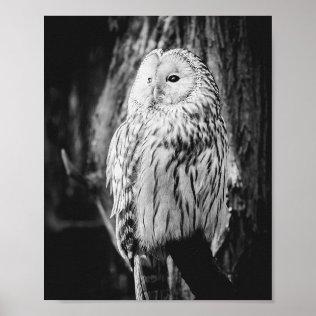 Majestic Bird of Prey Poster (Vorne)