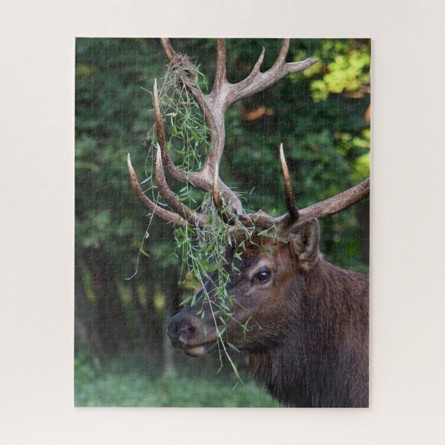 Majestic Bull Elk zeigt sich für die Kühe (Vertikal)